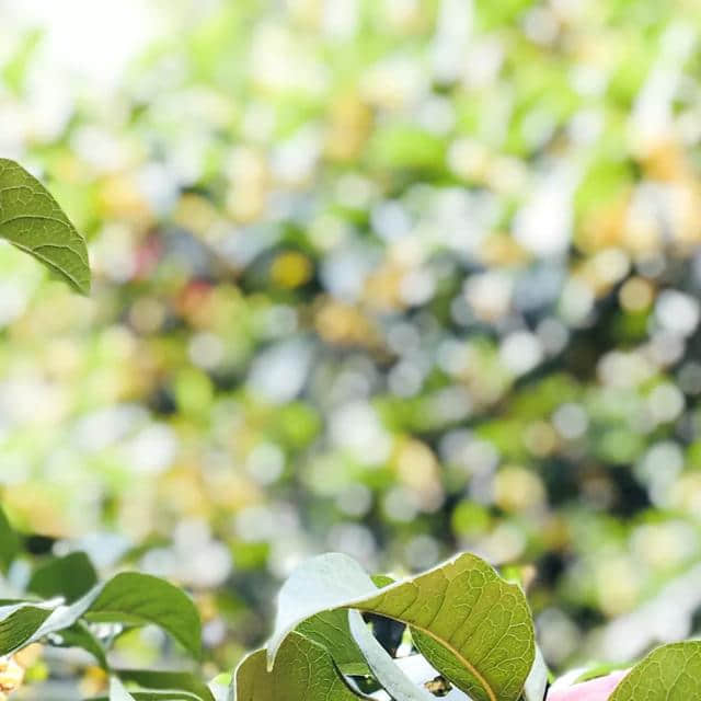 桂花香里赏桂花，南宁赏桂来这里就对了！