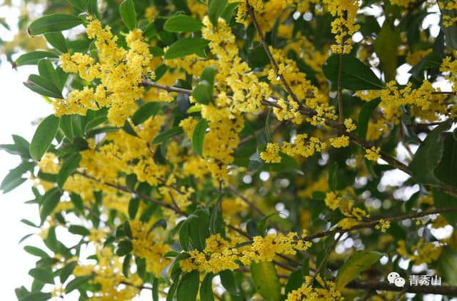 桂花香里赏桂花，南宁赏桂来这里就对了！