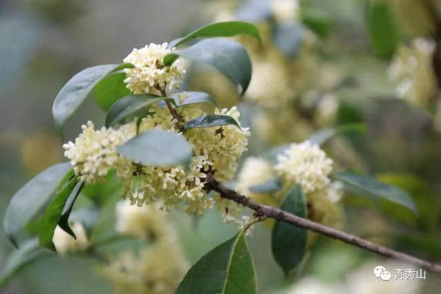 桂花香里赏桂花，南宁赏桂来这里就对了！