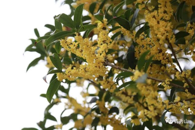 桂花香里赏桂花，南宁赏桂来这里就对了！