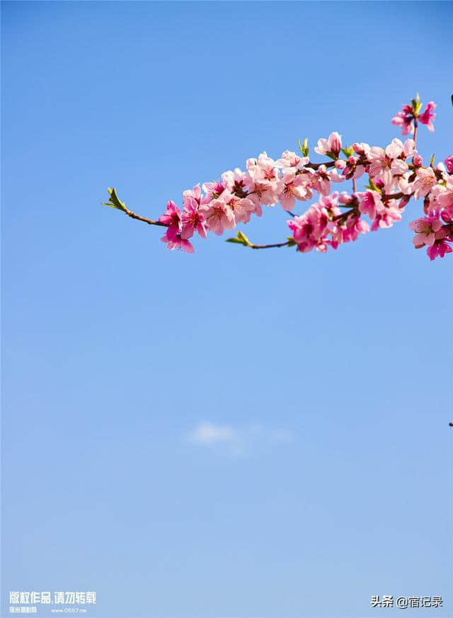 宿州萧县沈峪桃花坞