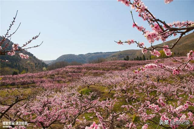 宿州萧县沈峪桃花坞