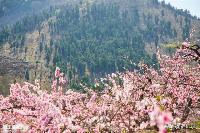 宿州萧县沈峪桃花坞