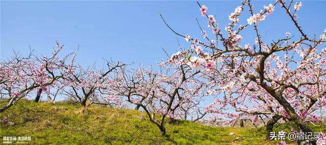 宿州萧县沈峪桃花坞