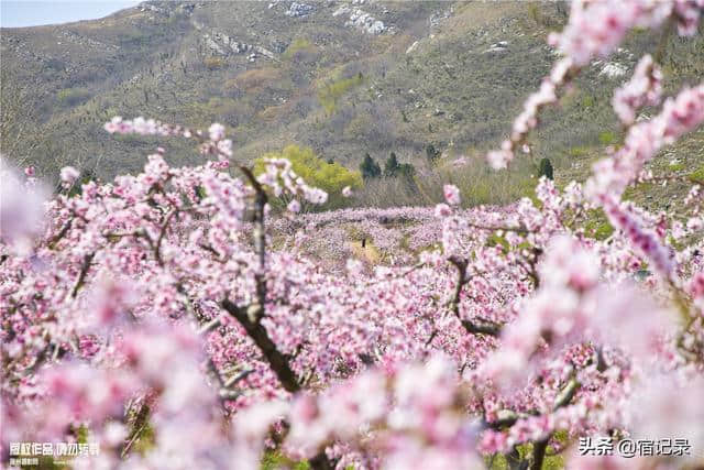 宿州萧县沈峪桃花坞