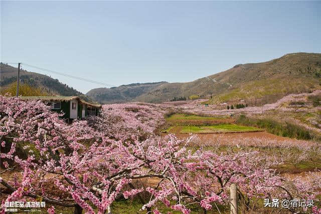 宿州萧县沈峪桃花坞