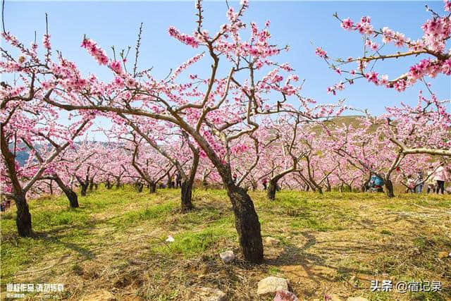 宿州萧县沈峪桃花坞