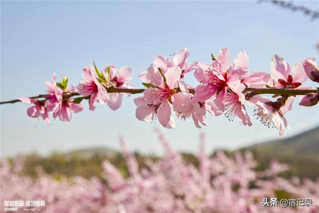 宿州萧县沈峪桃花坞