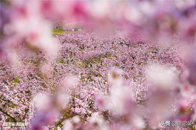 宿州萧县沈峪桃花坞