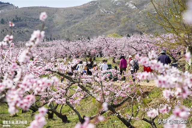 宿州萧县沈峪桃花坞