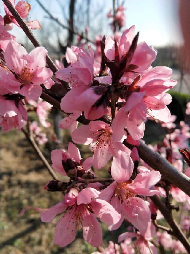 桃花源小诗一首：桃园遛狗