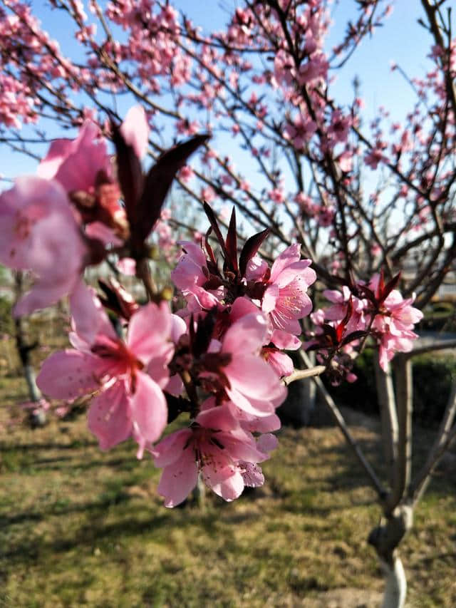 桃花源小诗一首：桃园遛狗