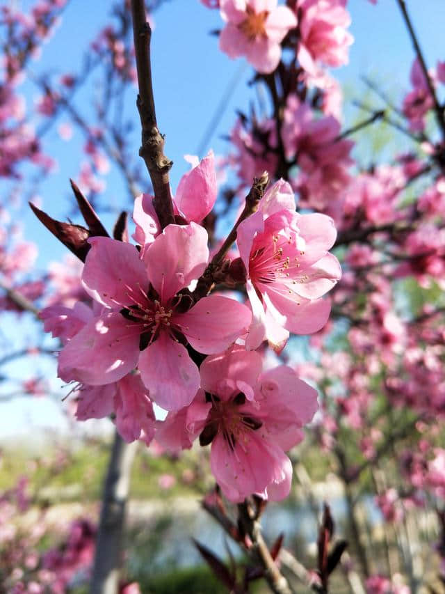 桃花源小诗一首：桃园遛狗