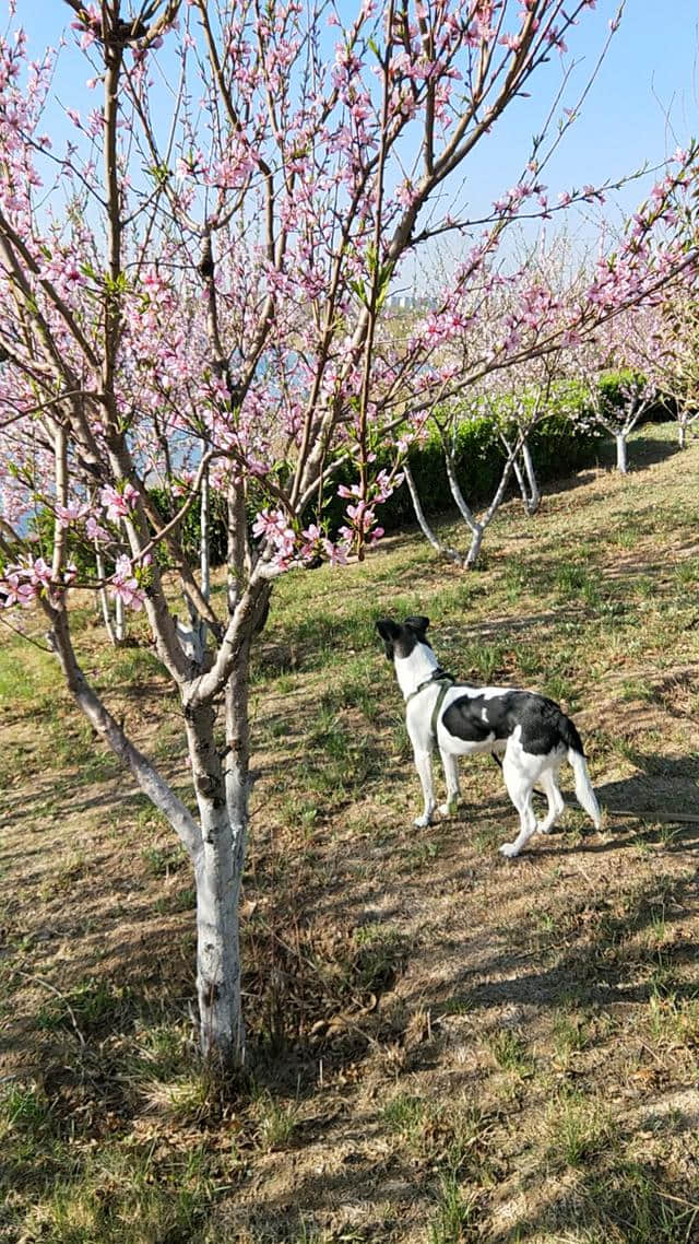 桃花源小诗一首：桃园遛狗