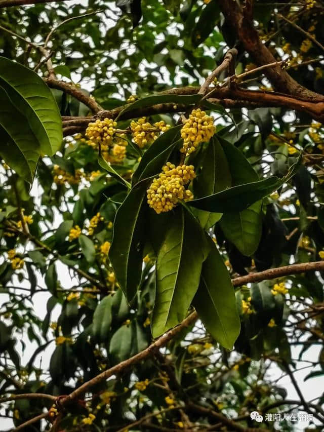 今天，桂花香了