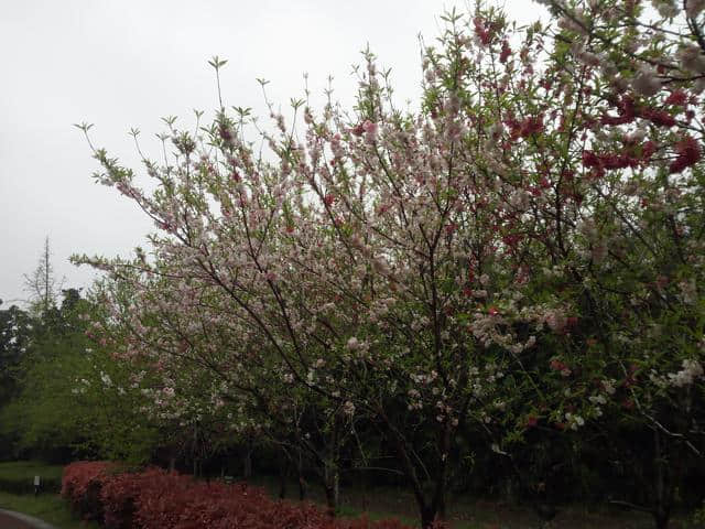 「花未眠•江苏的花」—桃花坞里桃花庵：泰州桃园