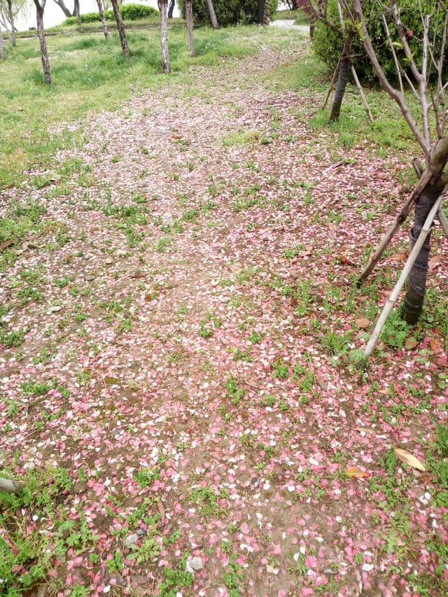 「花未眠•江苏的花」—桃花坞里桃花庵：泰州桃园