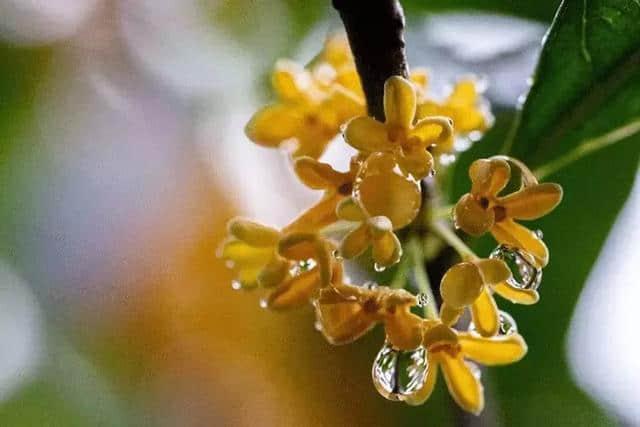 桂花香，才是秋天的灵魂