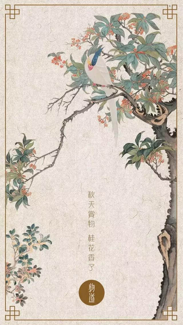 桂花香，才是秋天的灵魂