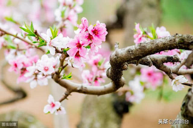 习作：桃花源