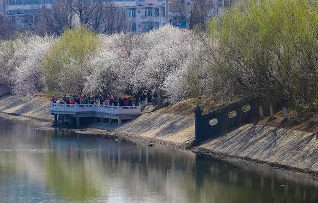 桃花堤，唯一证明天津春天来过的地方！