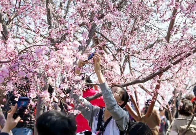 桃花堤，唯一证明天津春天来过的地方！