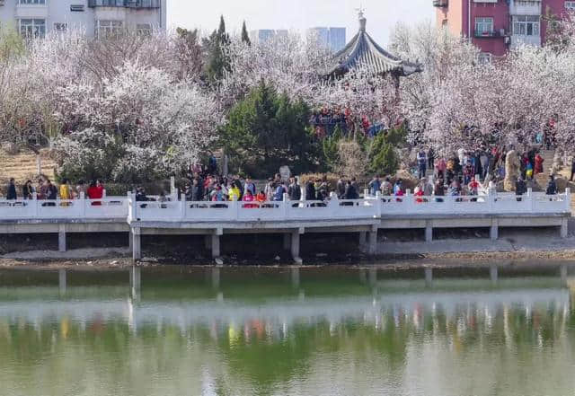 桃花堤，唯一证明天津春天来过的地方！