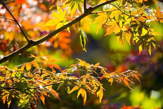 英山桃花冲，红叶渐染桃花溪