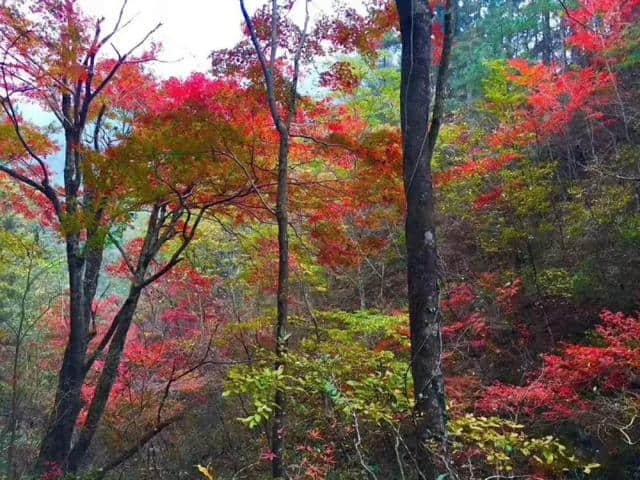 英山桃花冲，红叶渐染桃花溪