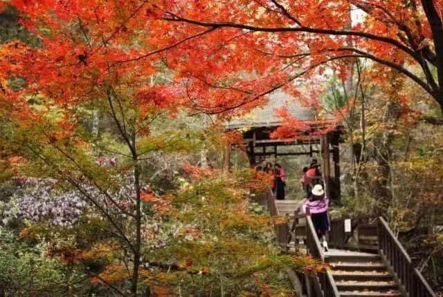 英山桃花冲，红叶渐染桃花溪