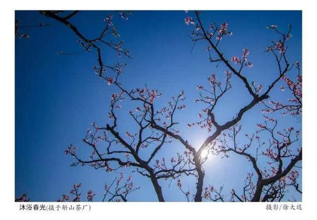 光山：桃花流水窅然去，别有天地非人间，斛山乡万亩桃花竞相盛开