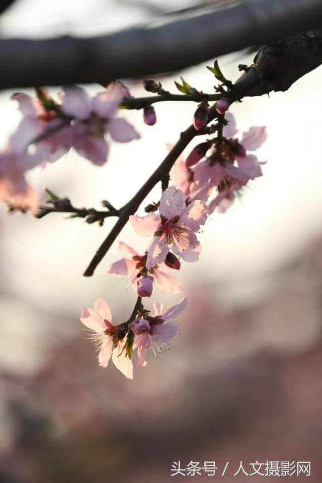 桃花坞，桃花庵，桃花源，桃花情