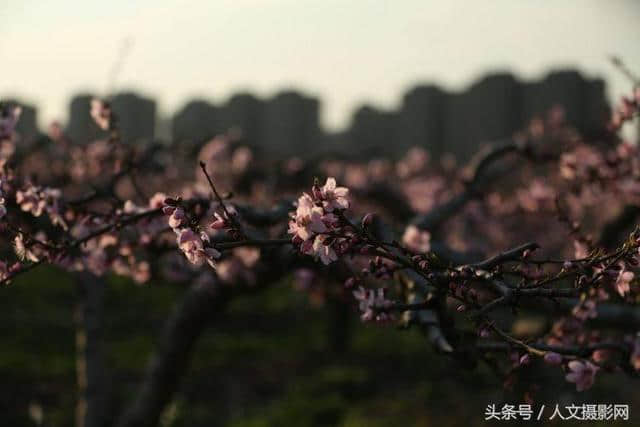 桃花坞，桃花庵，桃花源，桃花情