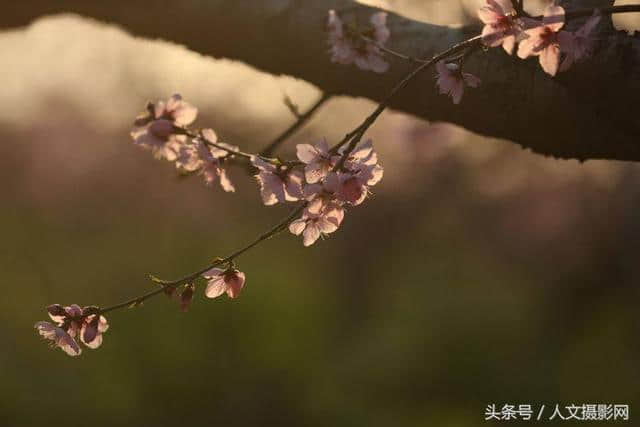 桃花坞，桃花庵，桃花源，桃花情