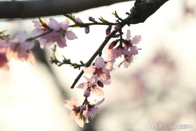 桃花坞，桃花庵，桃花源，桃花情