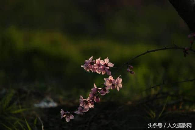 桃花坞，桃花庵，桃花源，桃花情