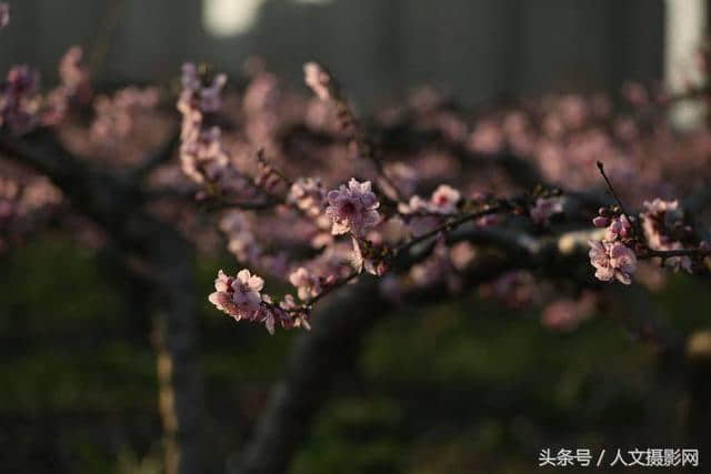 桃花坞，桃花庵，桃花源，桃花情