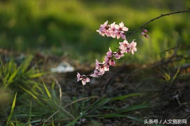 桃花坞，桃花庵，桃花源，桃花情