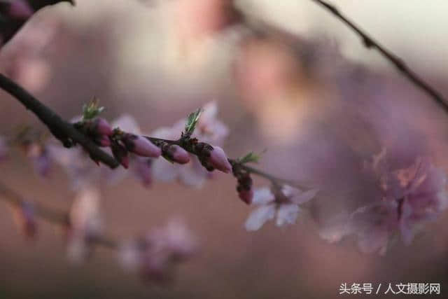 桃花坞，桃花庵，桃花源，桃花情