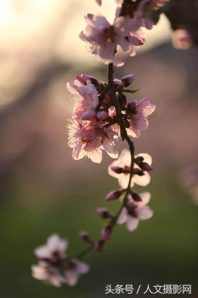 桃花坞，桃花庵，桃花源，桃花情