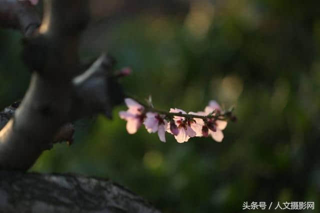 桃花坞，桃花庵，桃花源，桃花情