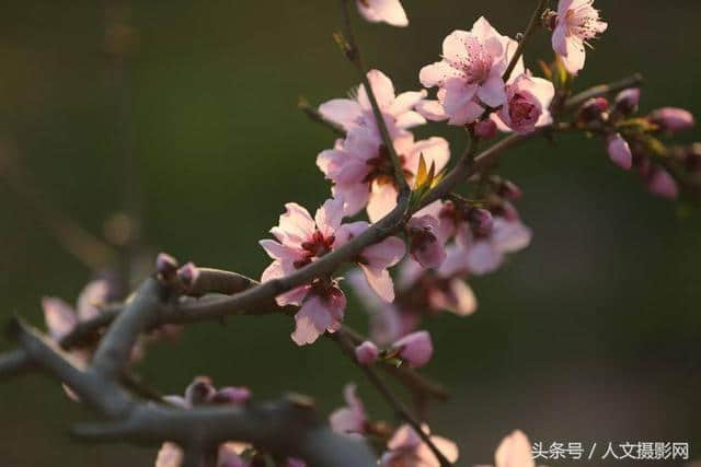 桃花坞，桃花庵，桃花源，桃花情