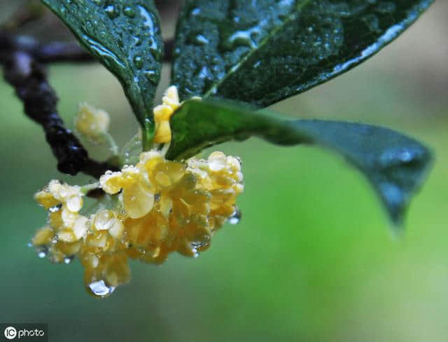 七绝 桂花（新韵）