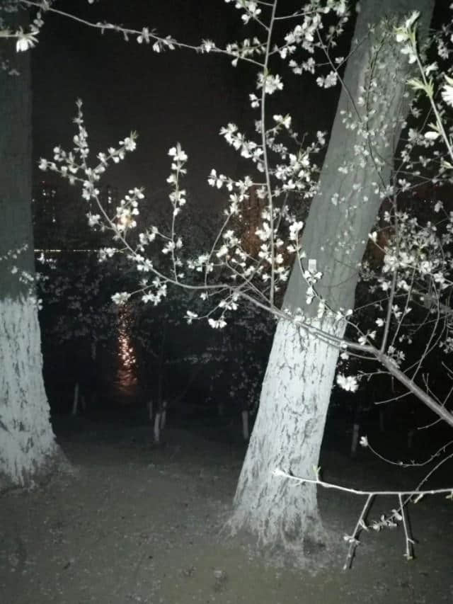 天津新照，夜晚的桃花堤，有没有也很美丽