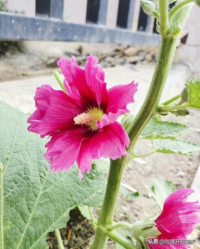 孟夏草木长