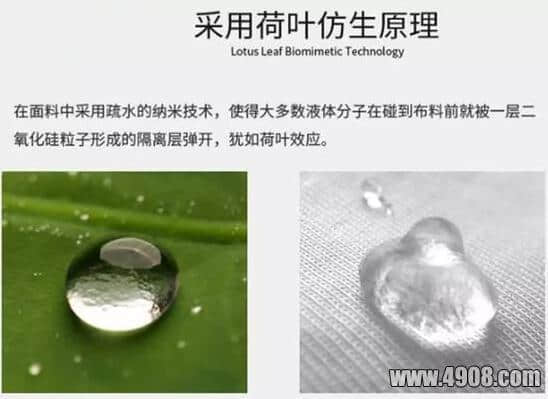 密集恐惧症高能｜揭秘荷花是如何做到出淤泥而不染的？