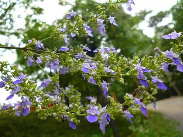 灌木类植物/牡荆