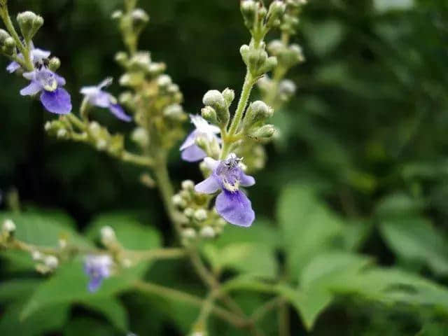 灌木类植物/牡荆