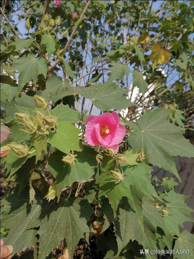 民间草药--木芙蓉