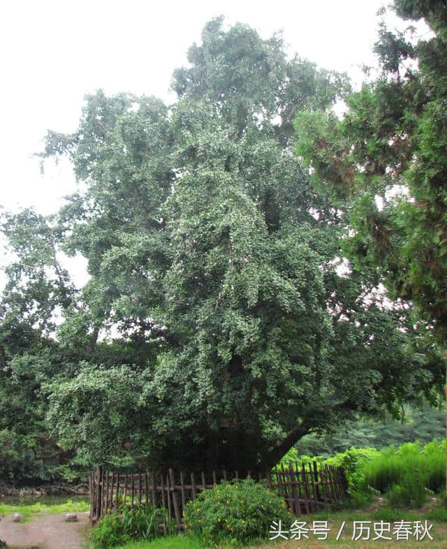 驻马店确山 北泉寺：千年古柏 曾遭雷击，主干内可摆八仙桌！